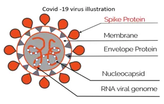 covid-19 virus illustration